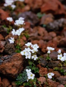 White flowers among rocky terrain